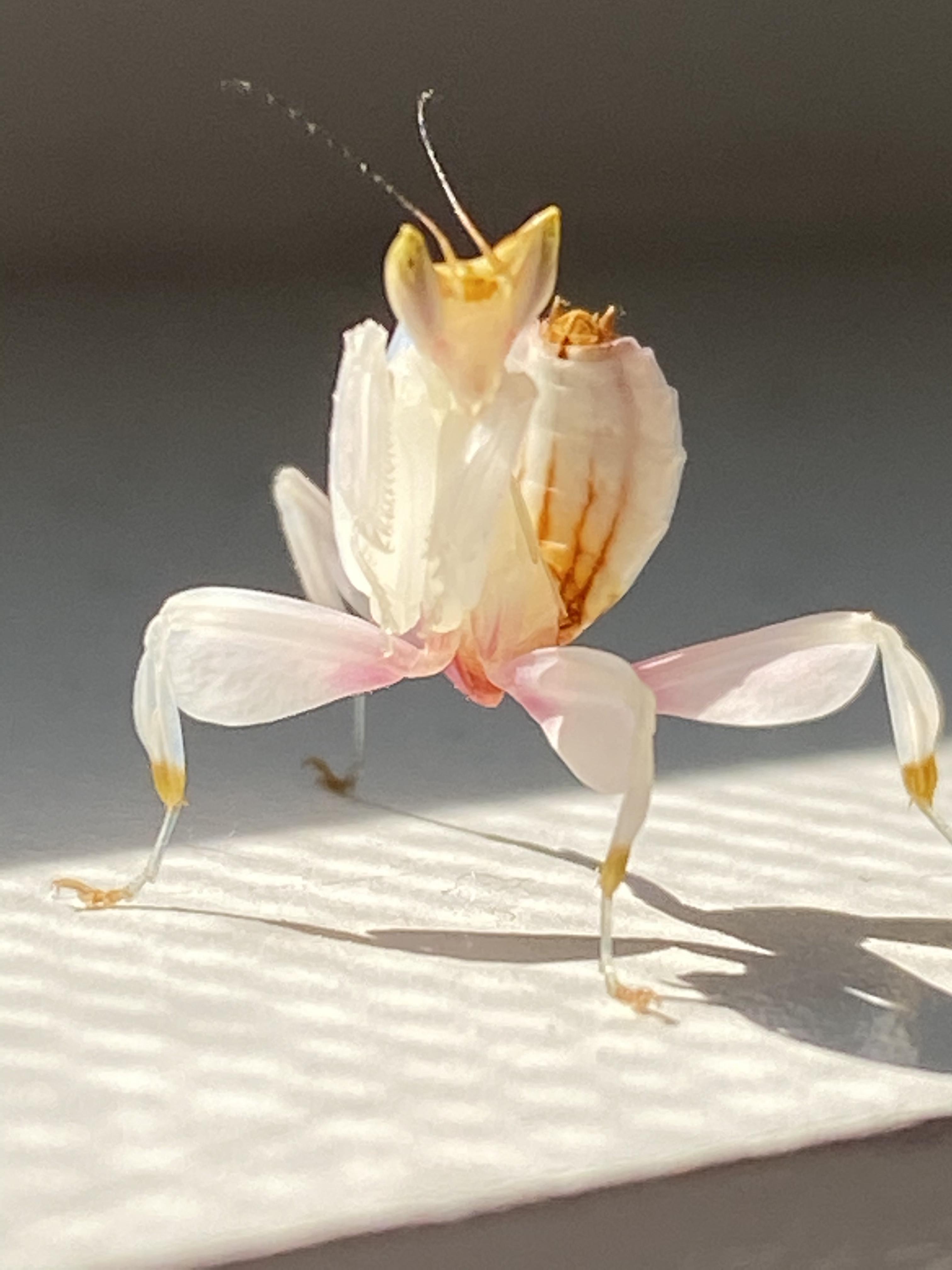 the orchid mantis color experiment | Mantid Forum - Mantis Pet 